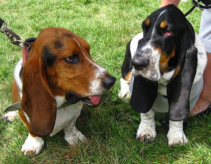 patrick sharp basset hound